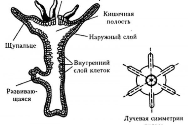 Кракен наркомаркетплейс